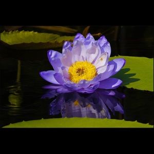 Meet your Posher, Brenda